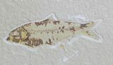 Two Fossil Fish (Knightia) - Wyoming #59813-1
